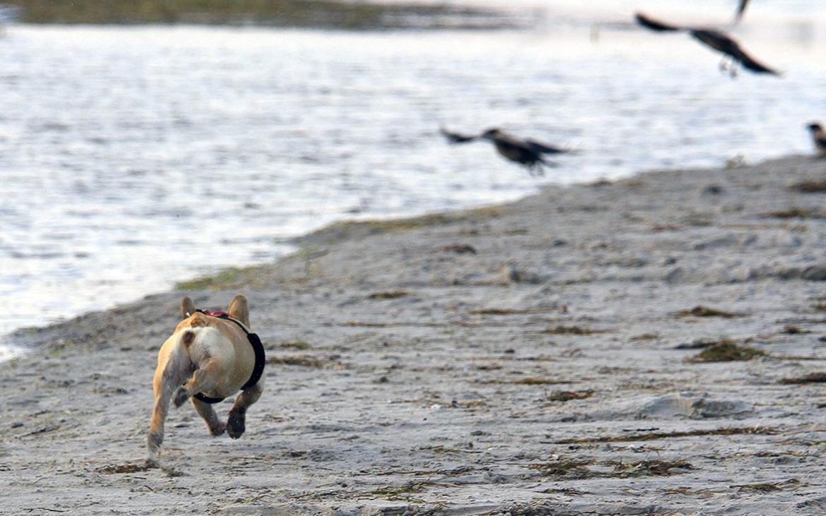 Fransk bulldog Diva billede 3