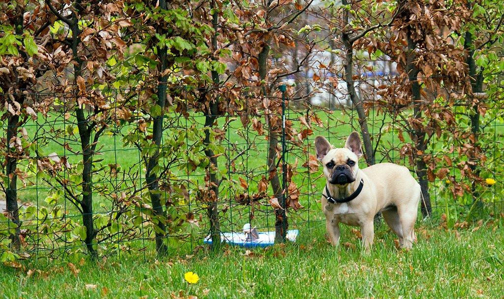 Fransk bulldog Diva billede 4