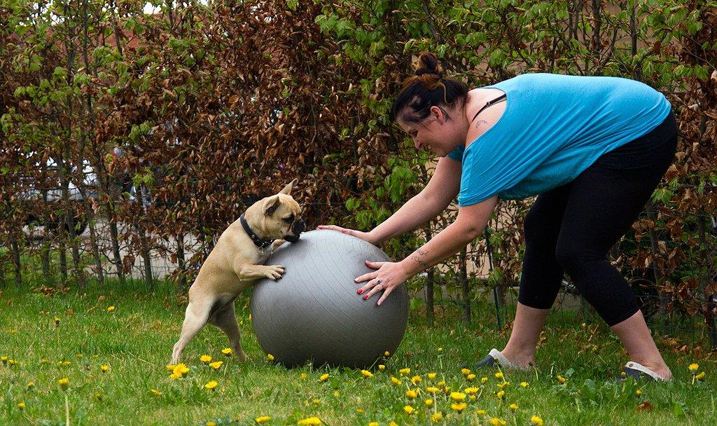 Fransk bulldog Diva billede 5