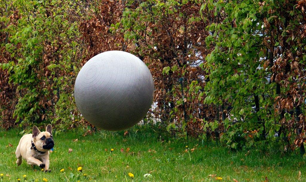 Fransk bulldog Diva billede 6