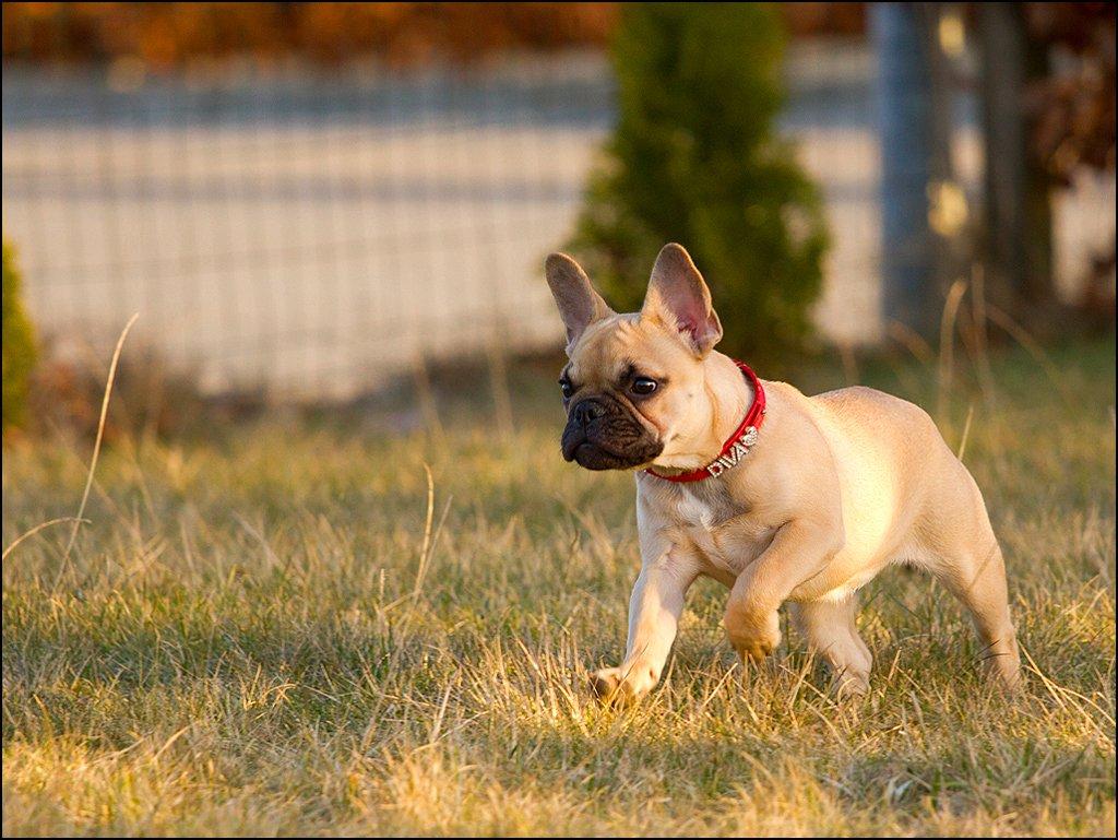 Fransk bulldog Diva billede 7