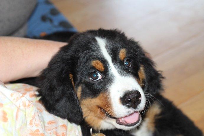 Berner sennenhund AnnaBella billede 26