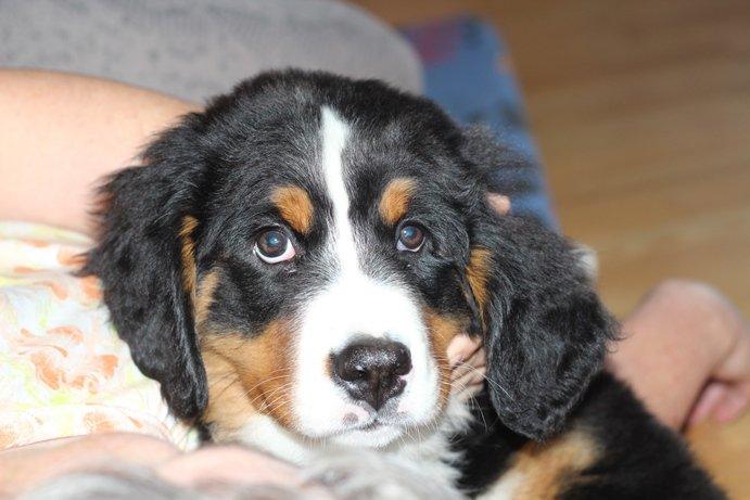 Berner sennenhund AnnaBella billede 27