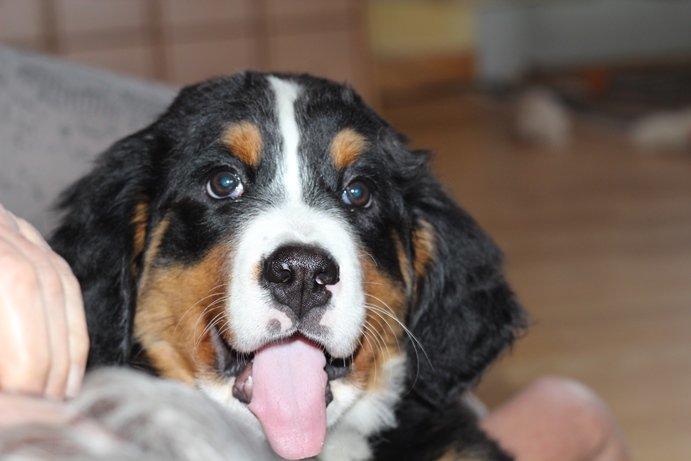 Berner sennenhund AnnaBella billede 28