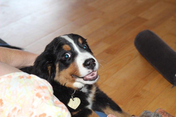 Berner sennenhund AnnaBella billede 29