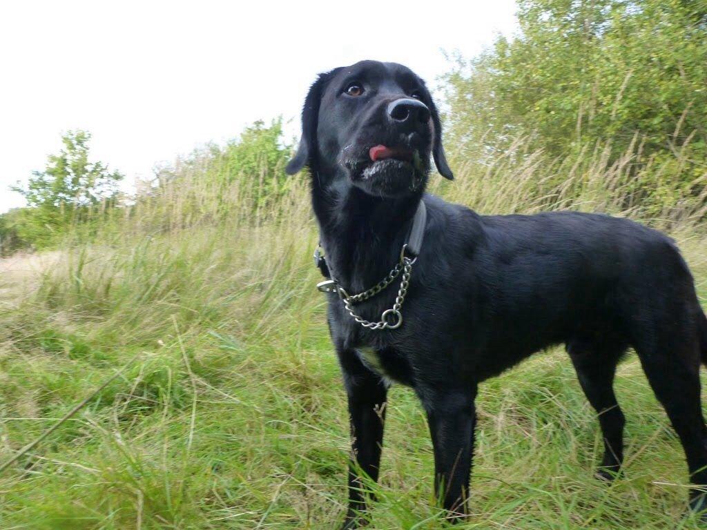 Blanding af racer Gustav billede 16