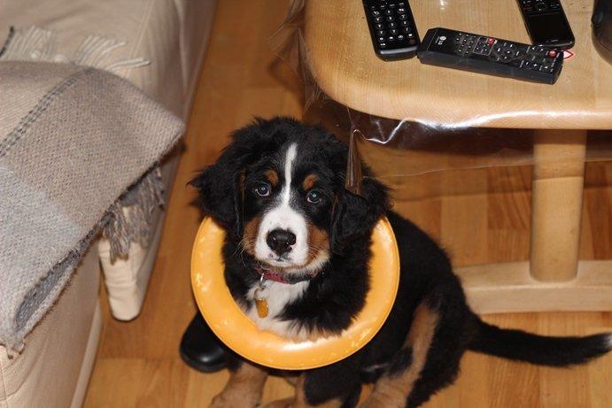 Berner sennenhund AnnaBella billede 15