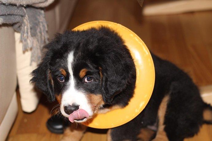 Berner sennenhund AnnaBella billede 11
