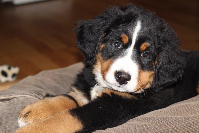 Berner sennenhund AnnaBella billede 7