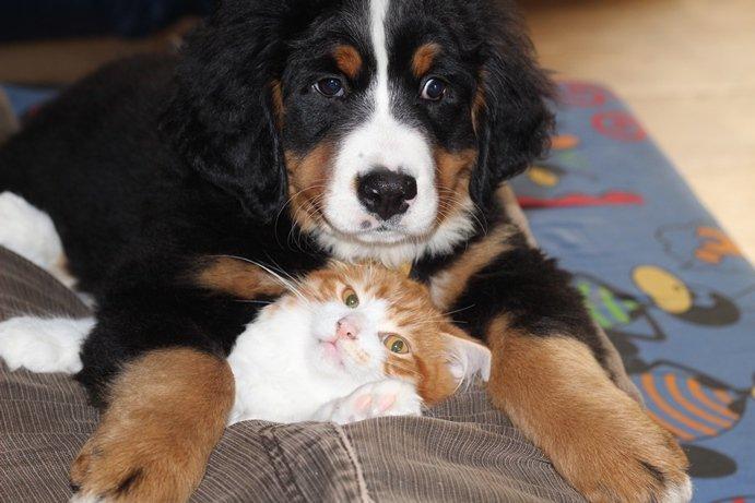 Berner sennenhund AnnaBella billede 10