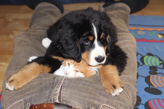 Berner sennenhund AnnaBella billede 9