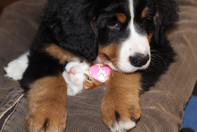 Berner sennenhund AnnaBella billede 8