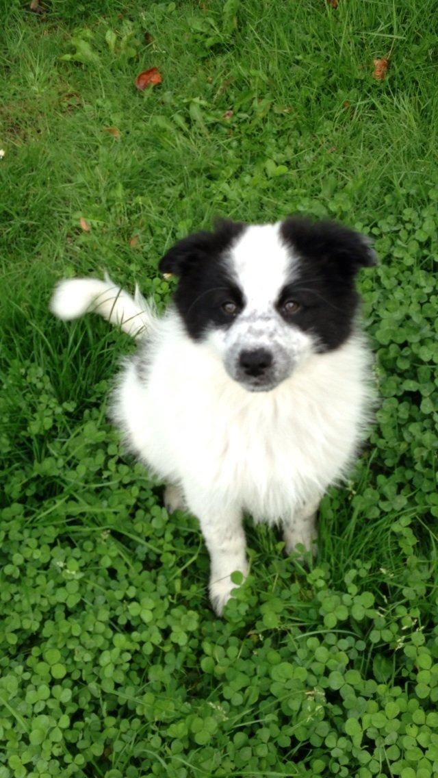 Blanding af racer Super Nova ? billede 1