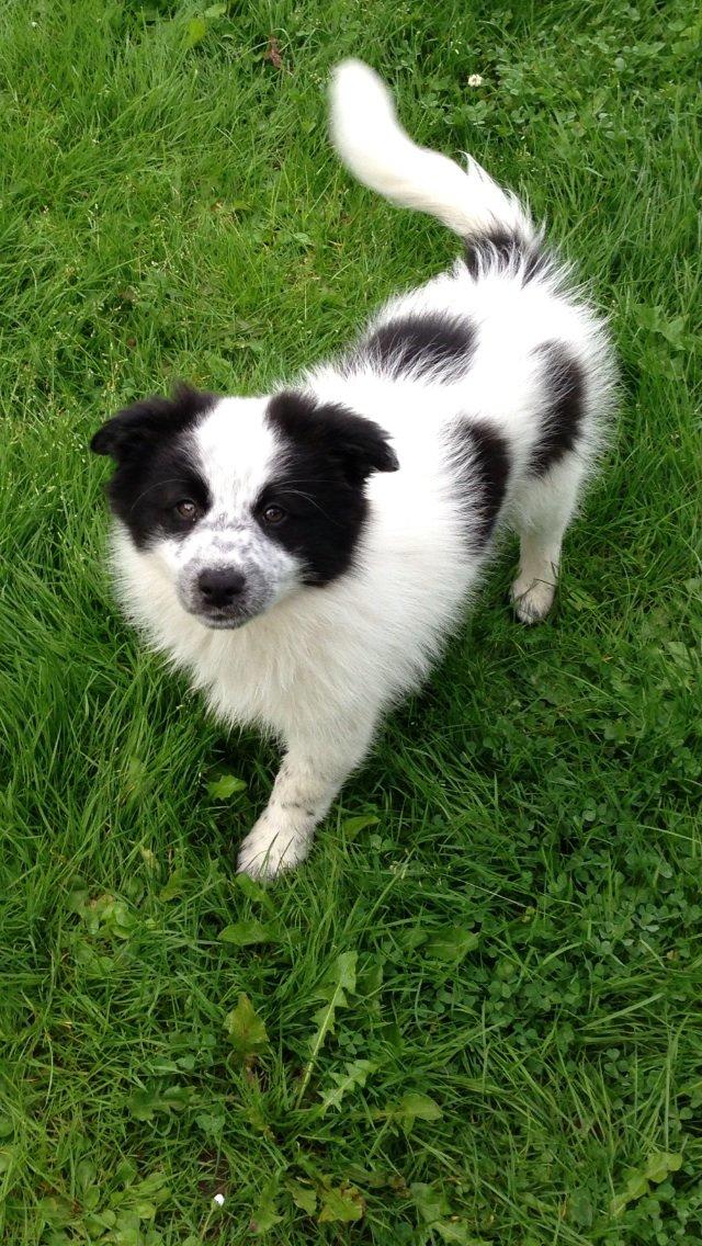 Blanding af racer Super Nova ? billede 2