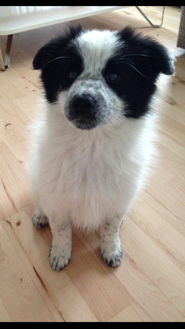 Blanding af racer Super Nova ? billede 3