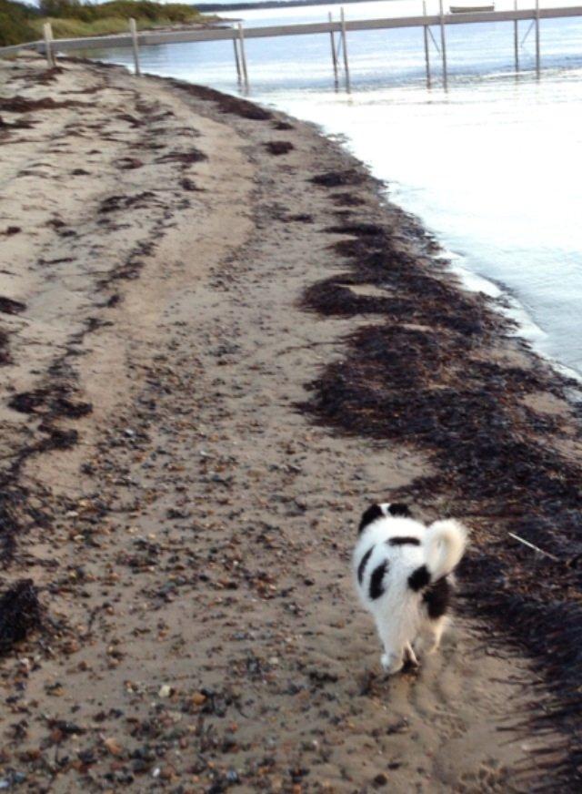 Blanding af racer Super Nova ? billede 4