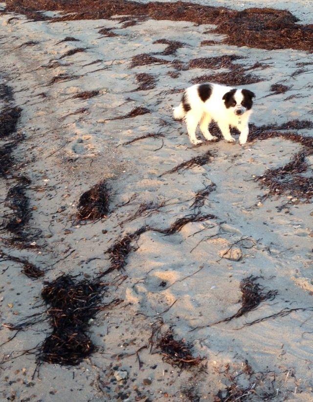 Blanding af racer Super Nova ? billede 5