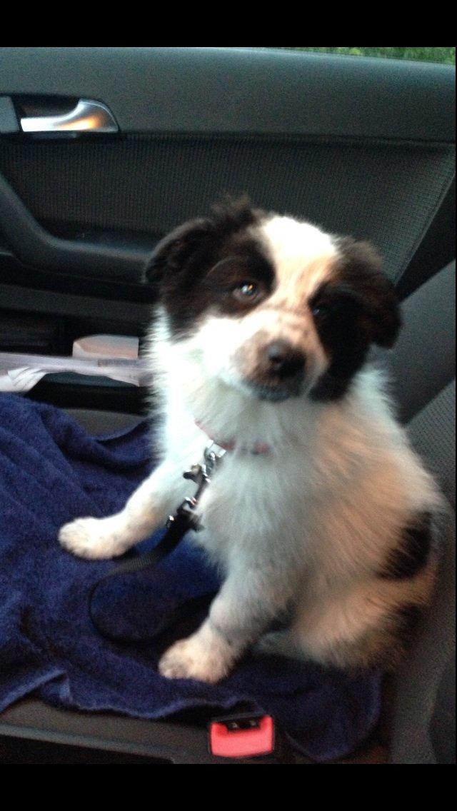 Blanding af racer Super Nova ? billede 6