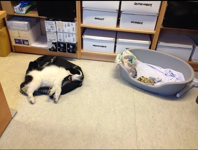 Blanding af racer Super Nova ? billede 7