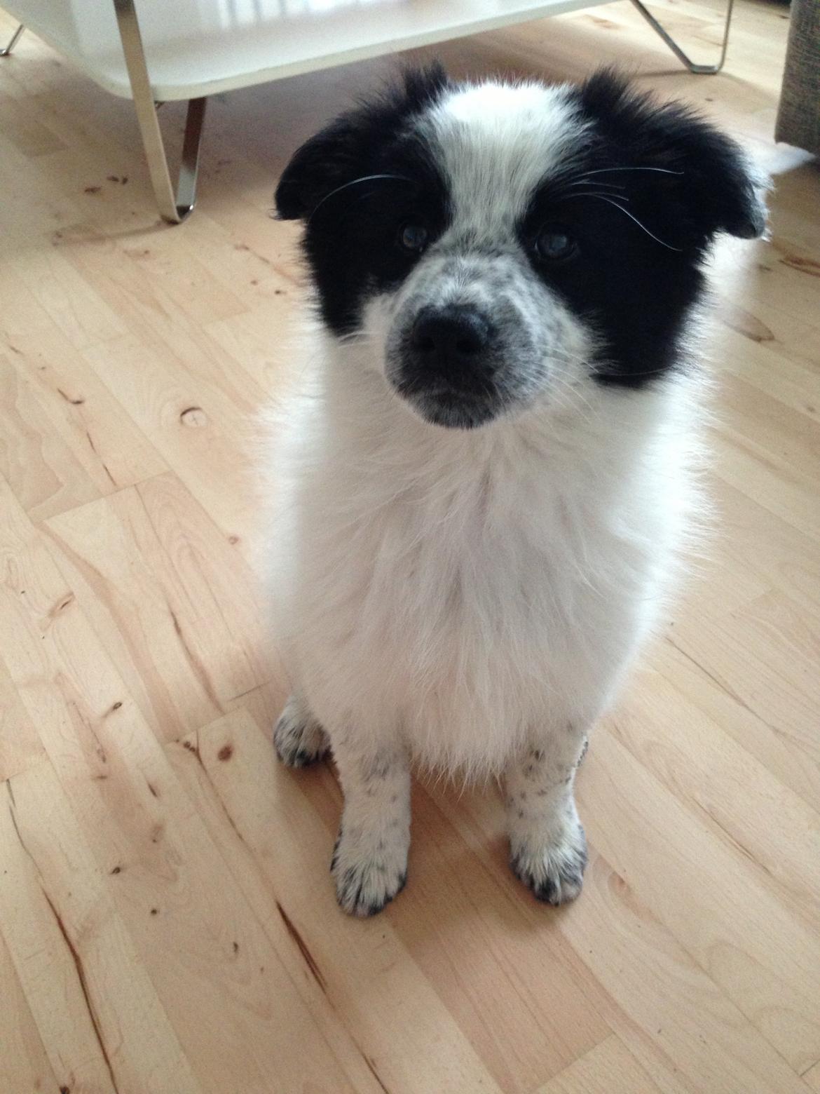 Blanding af racer Super Nova ? billede 8