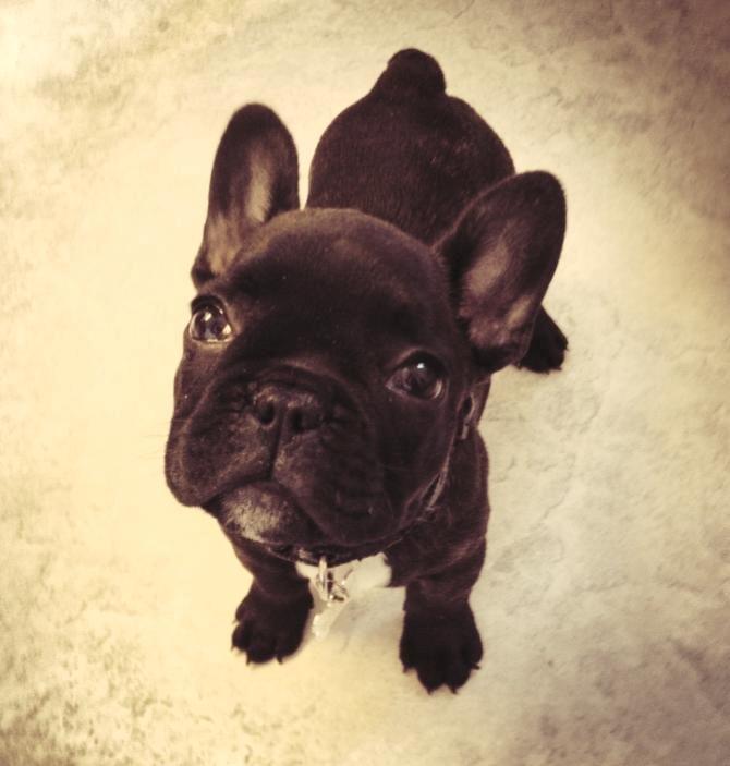 Fransk bulldog Dex - 10 uger billede 1