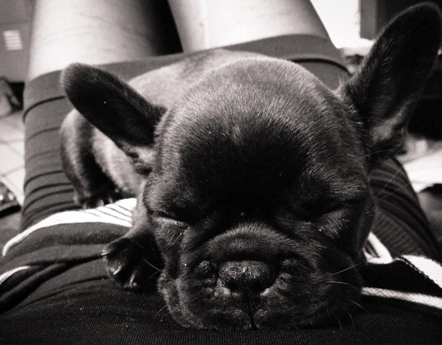 Fransk bulldog Dex - 9 uger billede 7