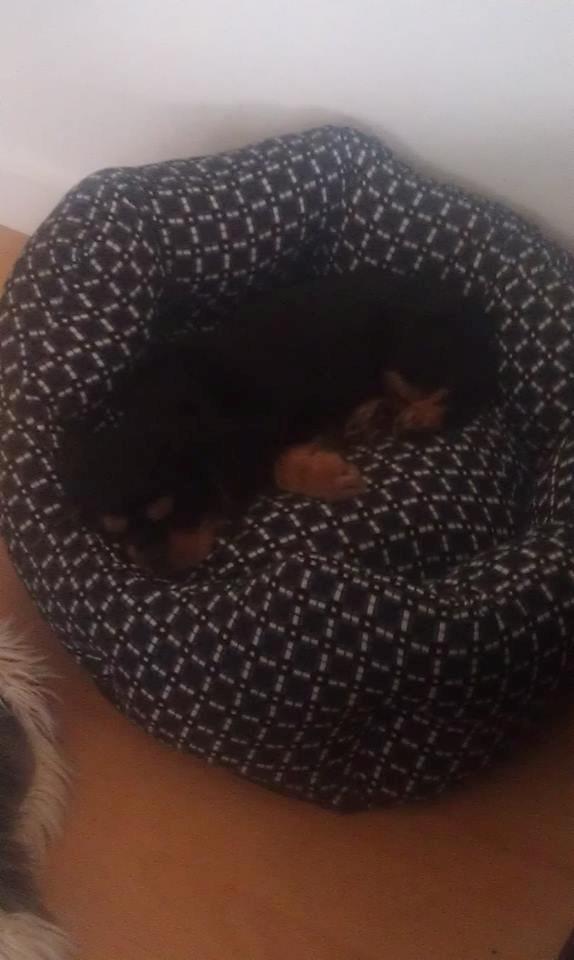 Cavalier king charles spaniel Oskar - Der er en der er blevet træt, efter alle de nye indtryk i det nye hjem efter den første dag.  billede 6