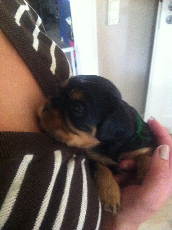 Cavalier king charles spaniel Oskar - Første gang jeg så Oskar. Her er han kun tre uger gammel.   billede 3