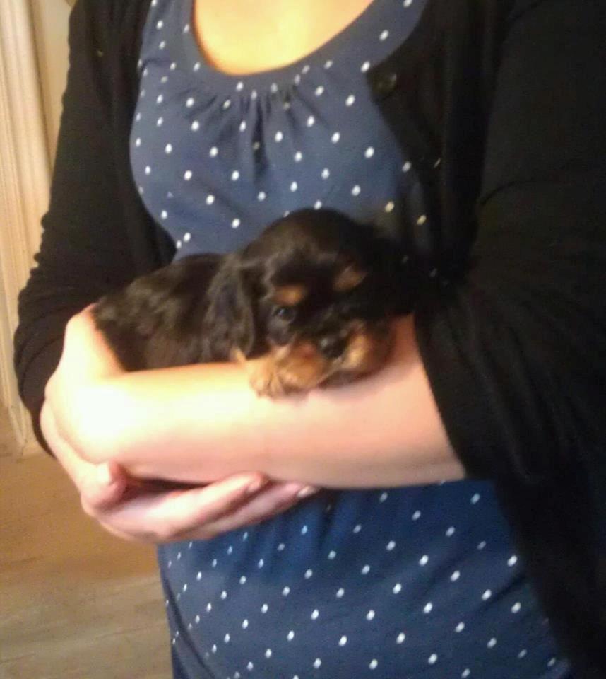 Cavalier king charles spaniel Oskar - Her ses Oskar som fire ugers hvalp. Anden gang jeg så ham, og den dag jeg vidste han var min.  billede 4