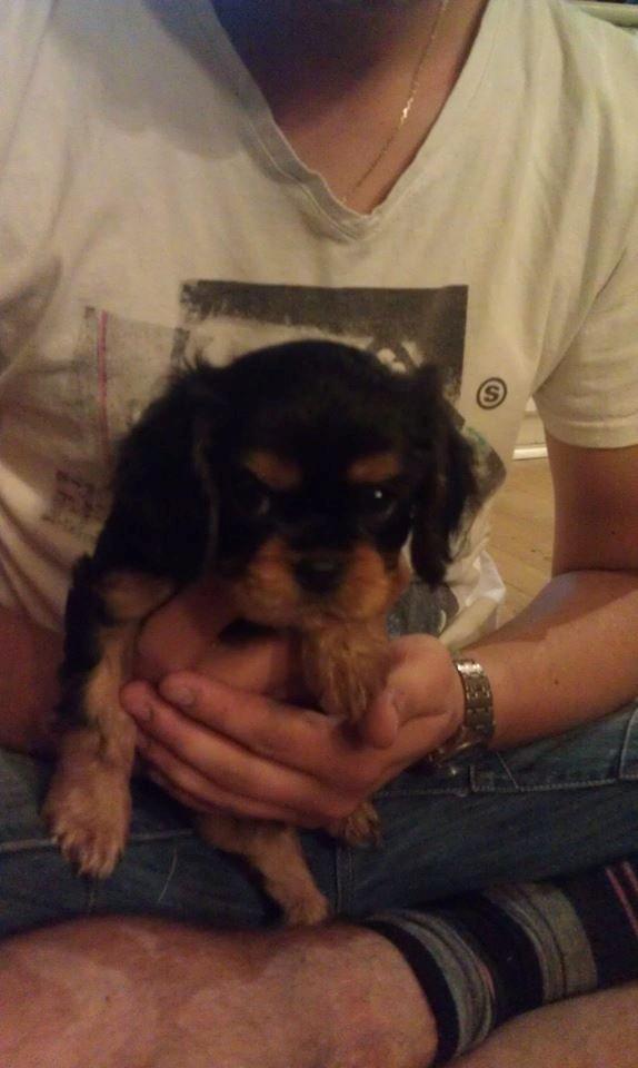 Cavalier king charles spaniel Oskar - Om tirsdagen, hvor vi hentede ham om fredagen. Her er han ni uger.     billede 7