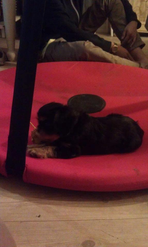 Cavalier king charles spaniel Oskar - Oskar ugen før vi hentese ham, her er han otte uger.  billede 5