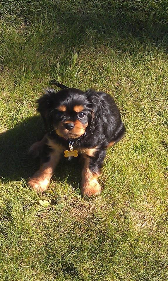 Cavalier king charles spaniel Oskar - Her er Oskar ude i haven.  billede 2