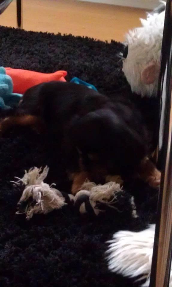 Cavalier king charles spaniel Oskar - En af de første dage i hans nye hjem. Han er så dejlig og elsker at leje.  billede 8