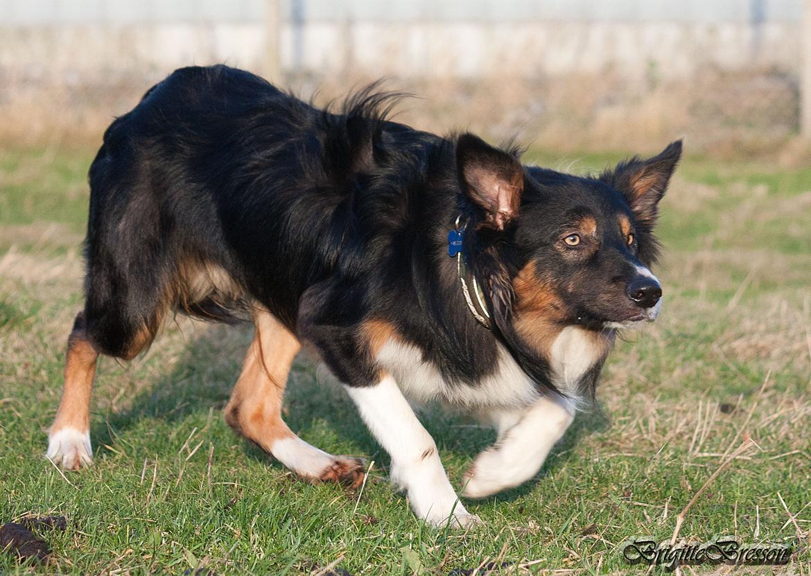 Border collie Zweep billede 8