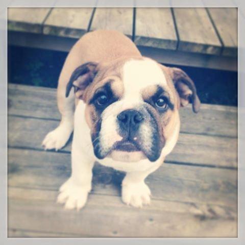 Engelsk bulldog Tyson billede 8