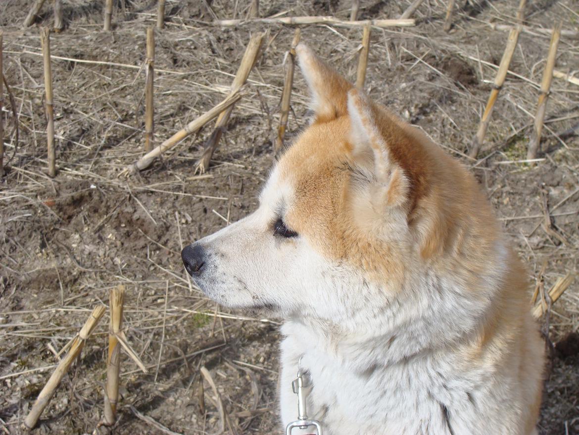 Akita inu Nara billede 2