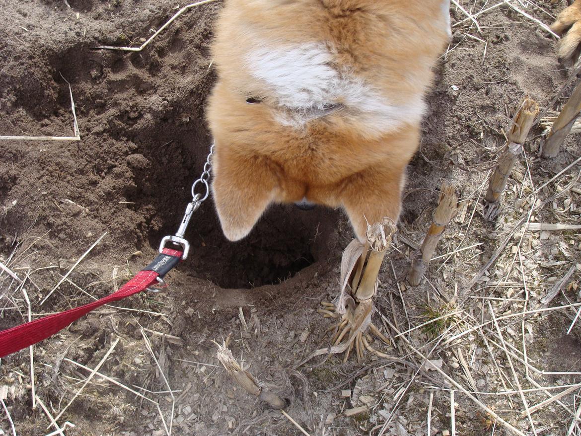 Akita inu Nara billede 3