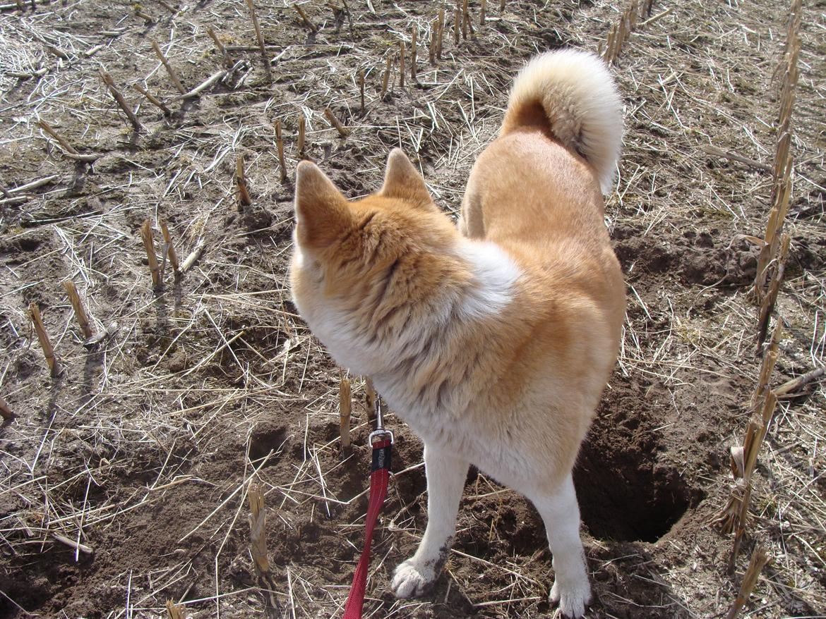 Akita inu Nara billede 4