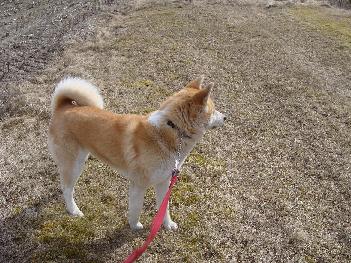 Akita inu Nara billede 5