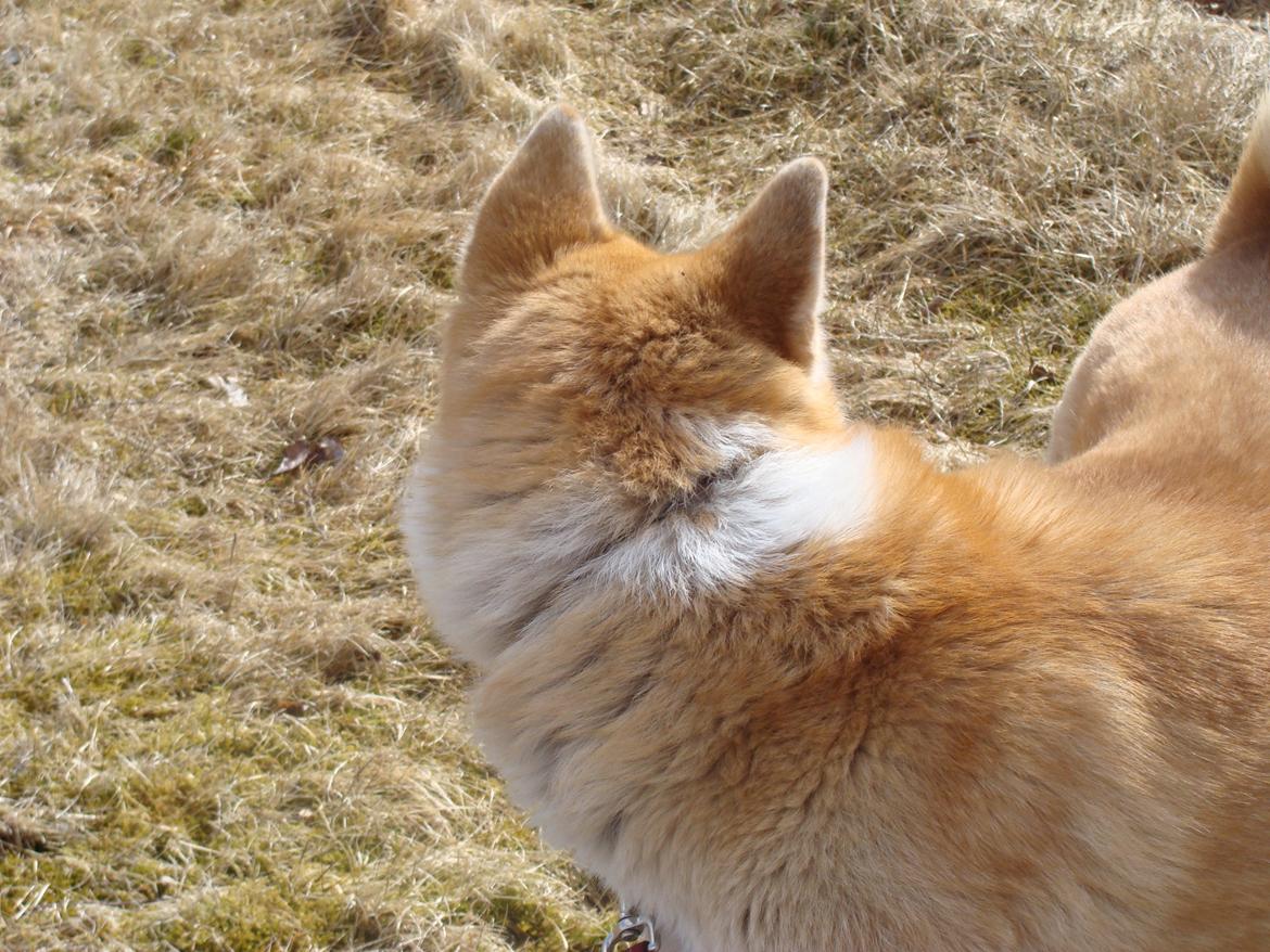 Akita inu Nara billede 6