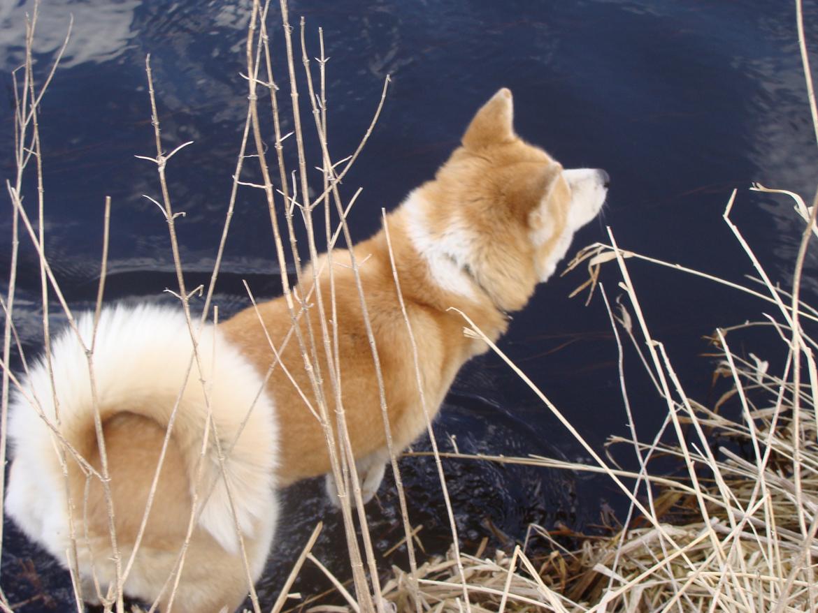 Akita inu Nara billede 7