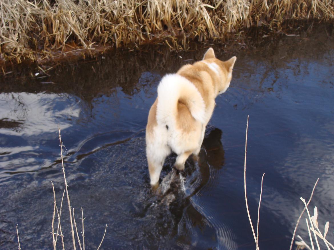 Akita inu Nara billede 8
