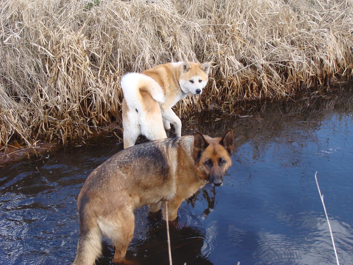 Akita inu Nara billede 9