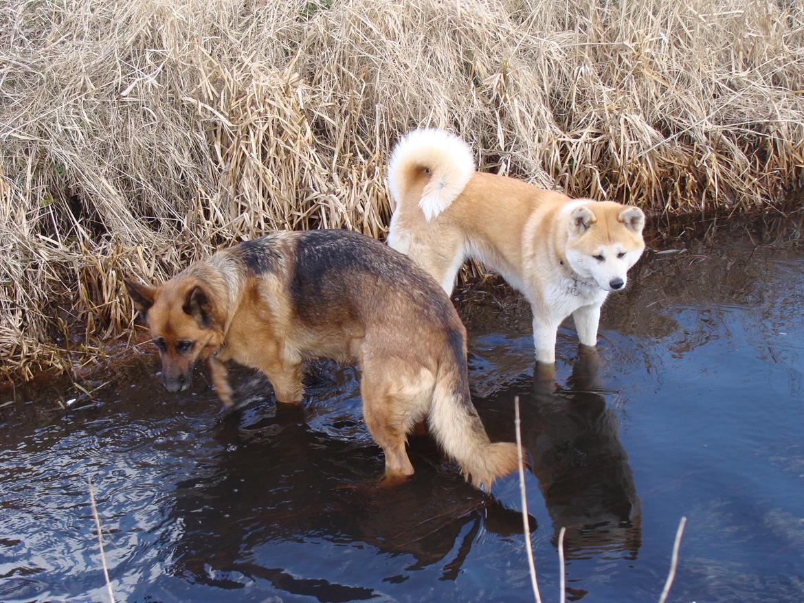 Akita inu Nara billede 10