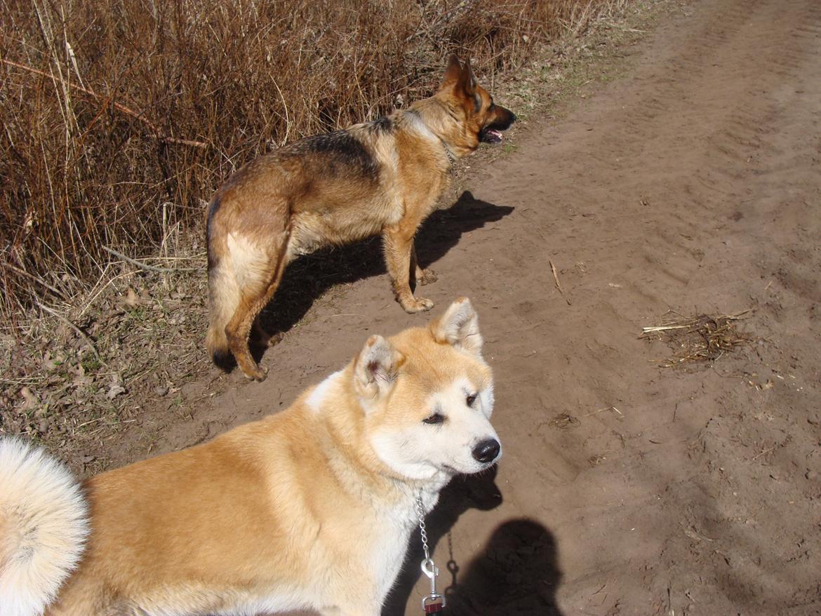 Akita inu Nara billede 11