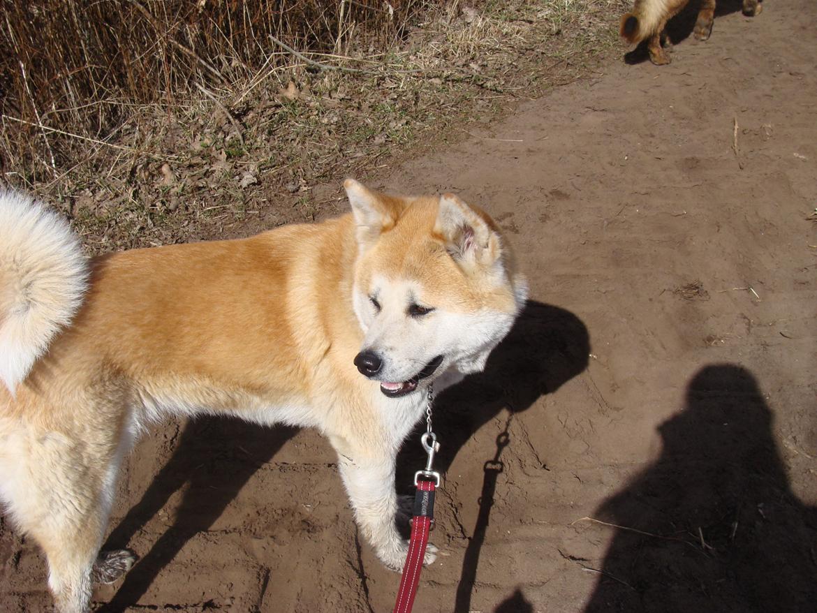 Akita inu Nara billede 12