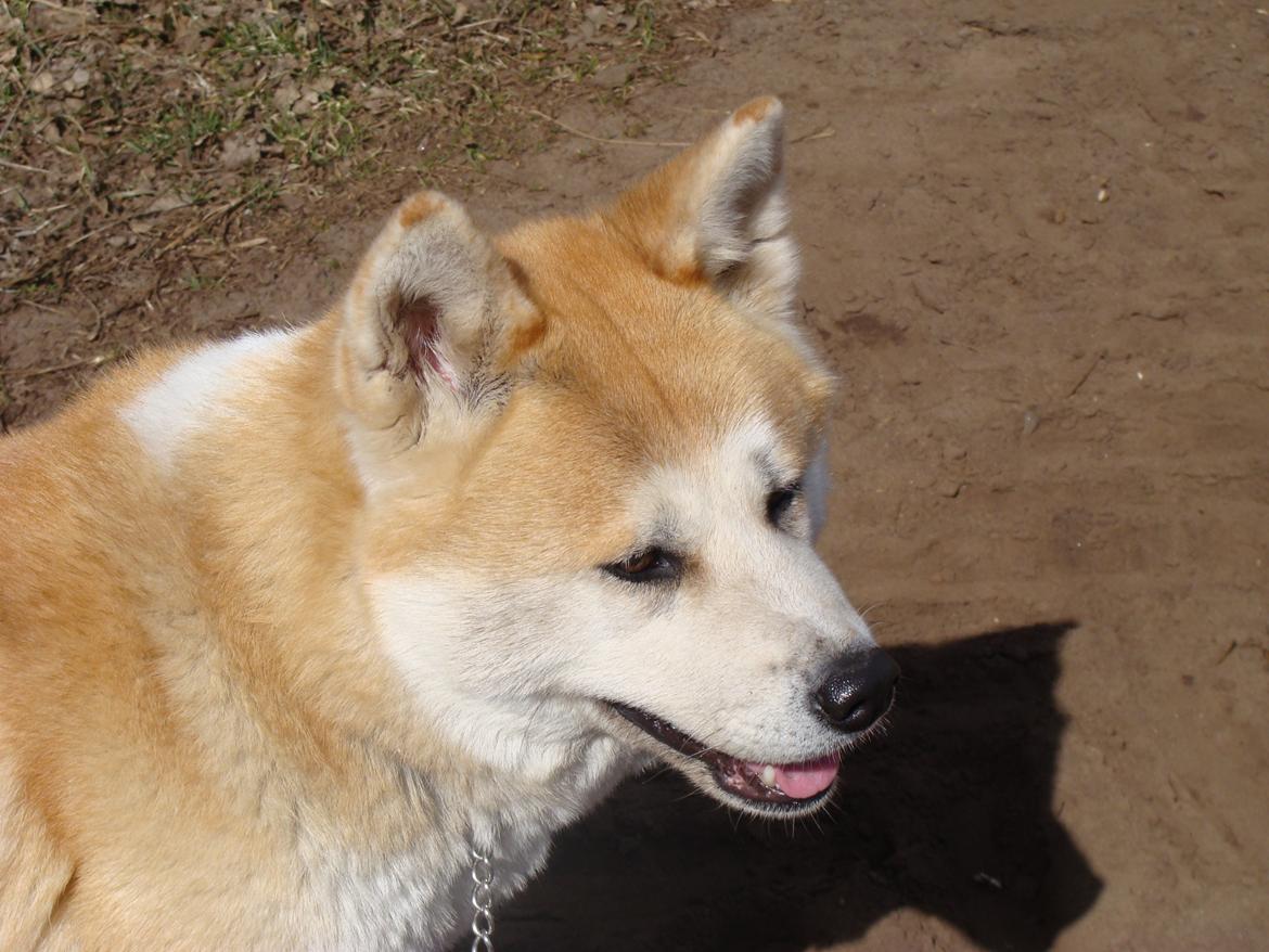 Akita inu Nara billede 13