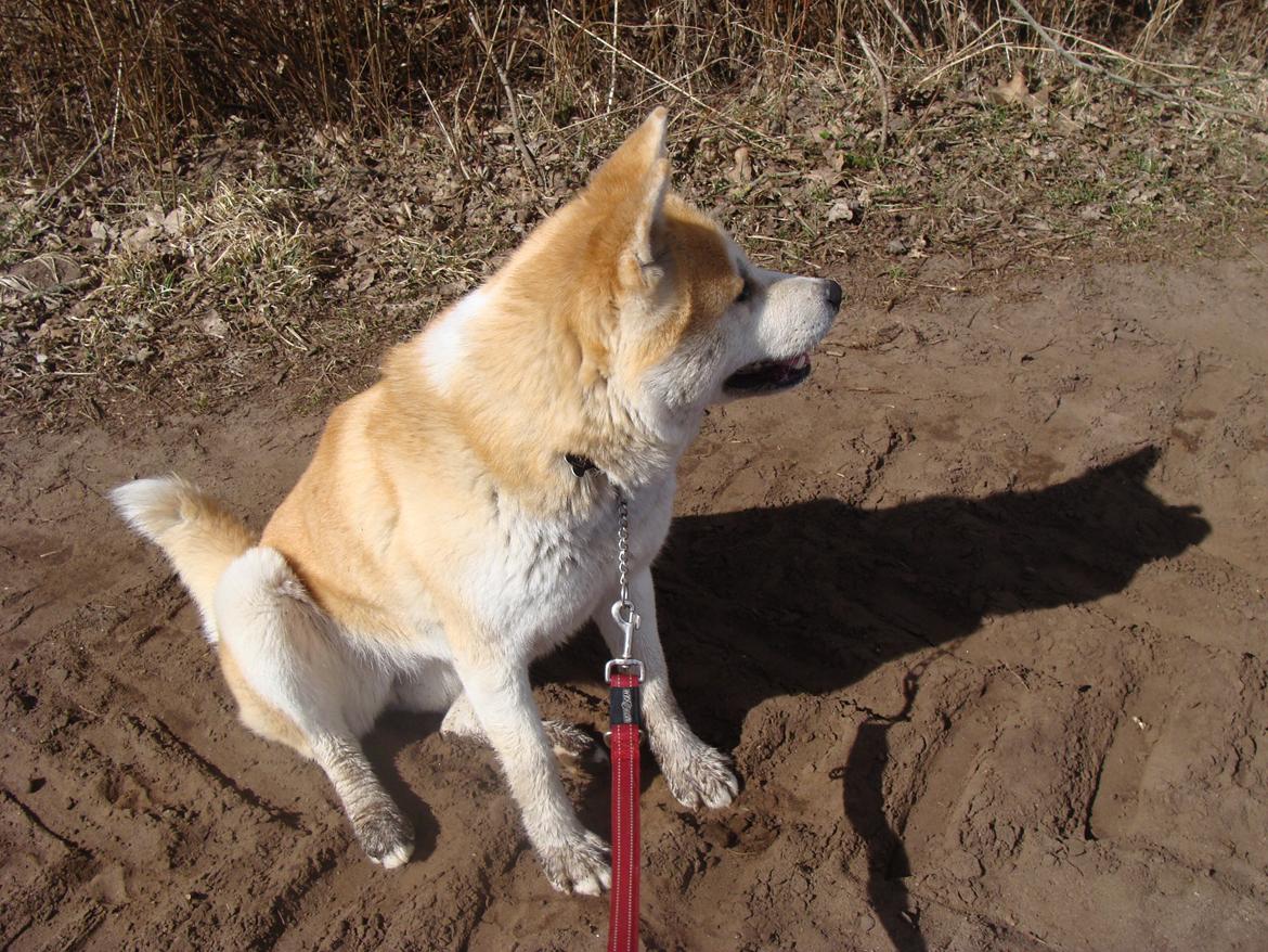 Akita inu Nara billede 14