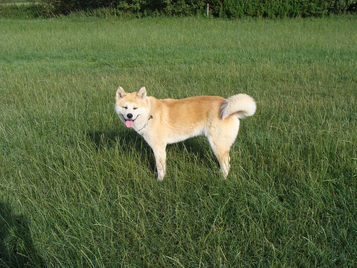 Akita inu Nara billede 15