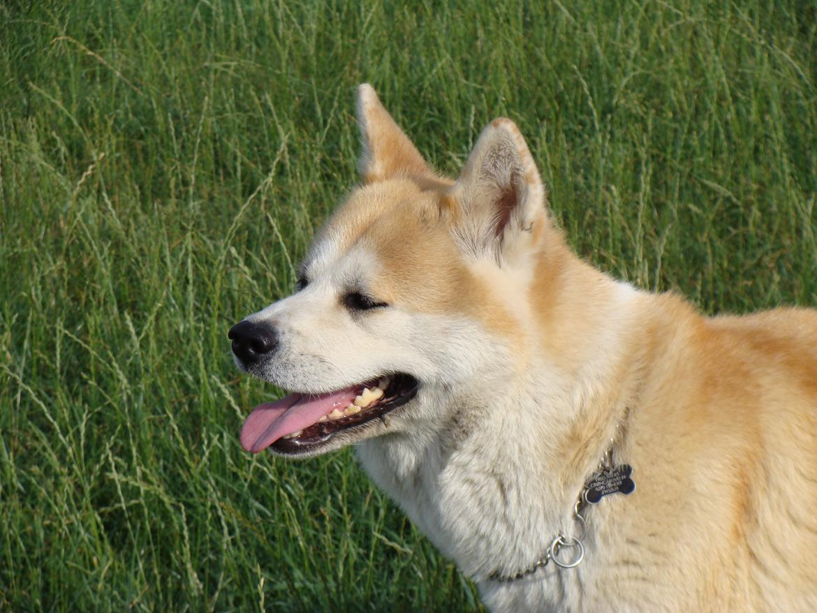 Akita inu Nara billede 16